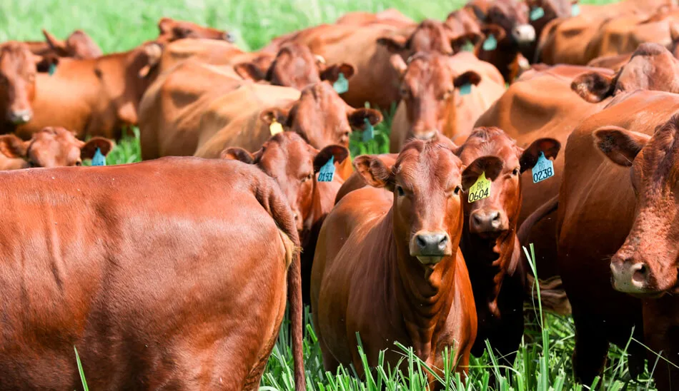 Rebanho Bonsmara da Fazenda Santa Silvéria